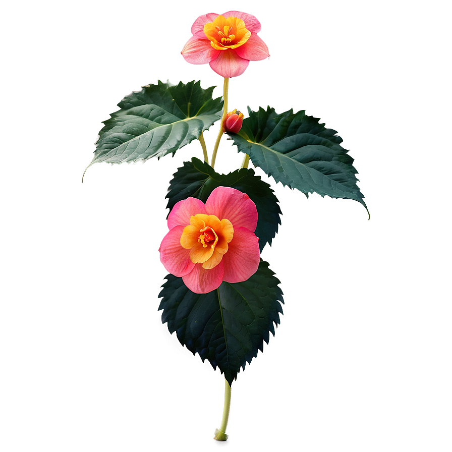 Begonia Flower Art Png 05252024 PNG image