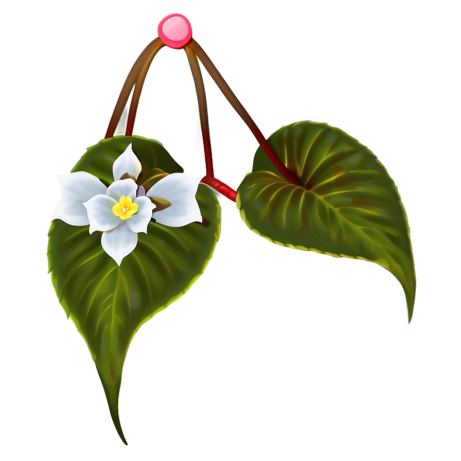 Begonia Flower Art Png Igg14 PNG image