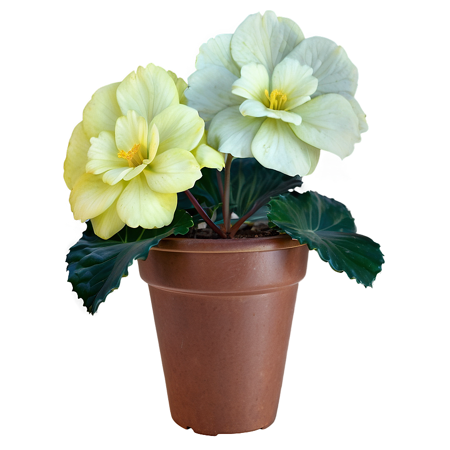 Begonia Flower Bush Png Fhk PNG image