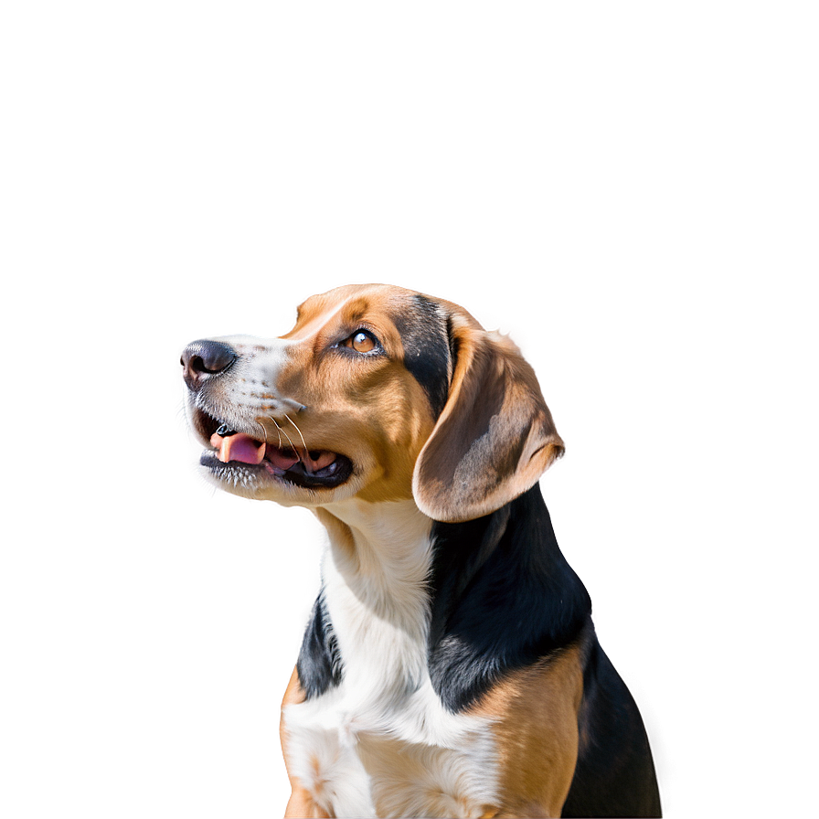 Bemoaning Beagle Png 63 PNG image