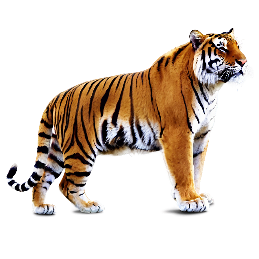 Bengal Tiger Png Kxq PNG image
