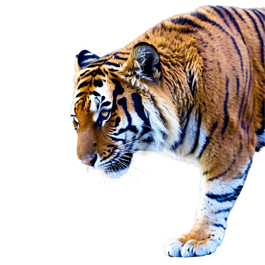 Bengal Tiger Png Sjc PNG image