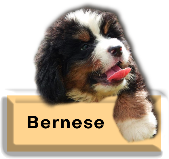 Bernese Mountain Dog Puppy Cute PNG image