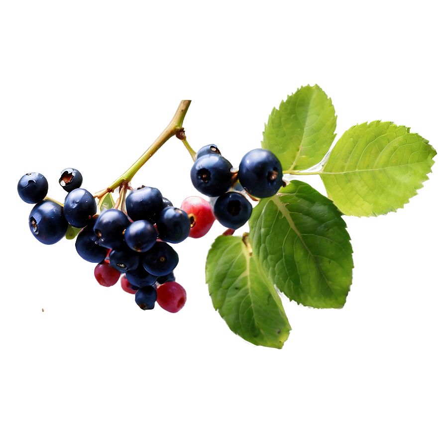 Berries On Vine Png 06122024 PNG image