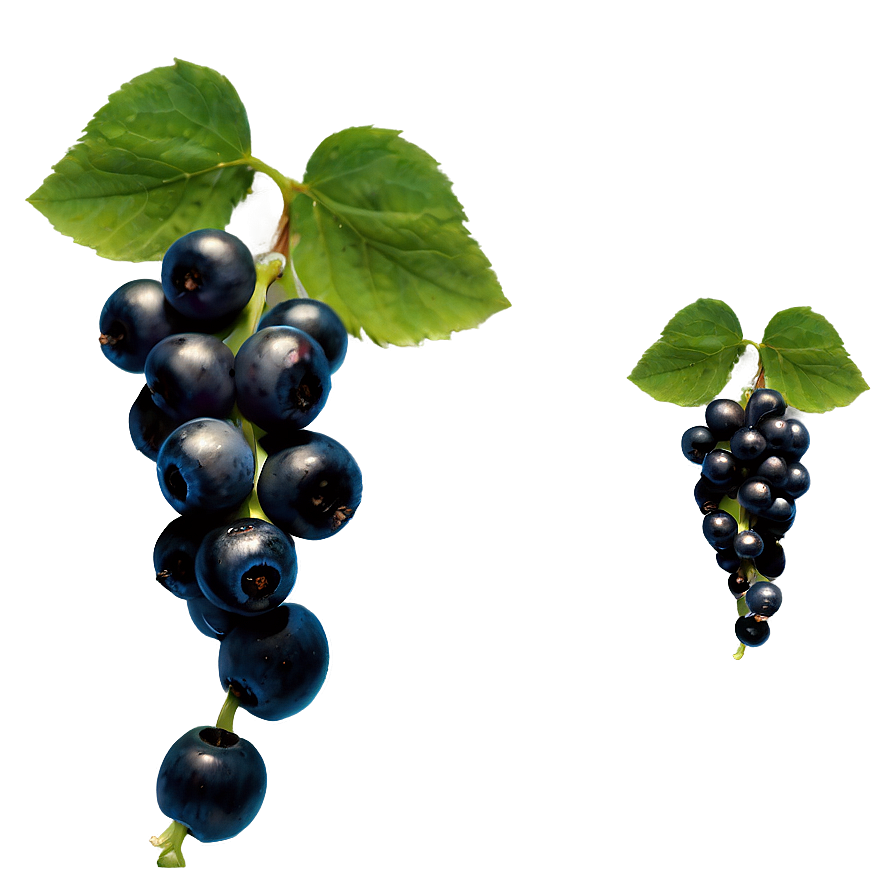 Berries On Vine Png Eld55 PNG image