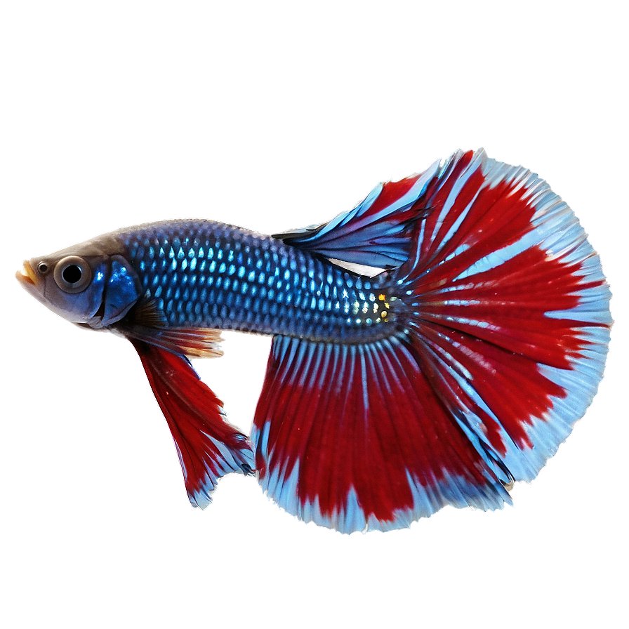 Betta Fish Png 21 PNG image