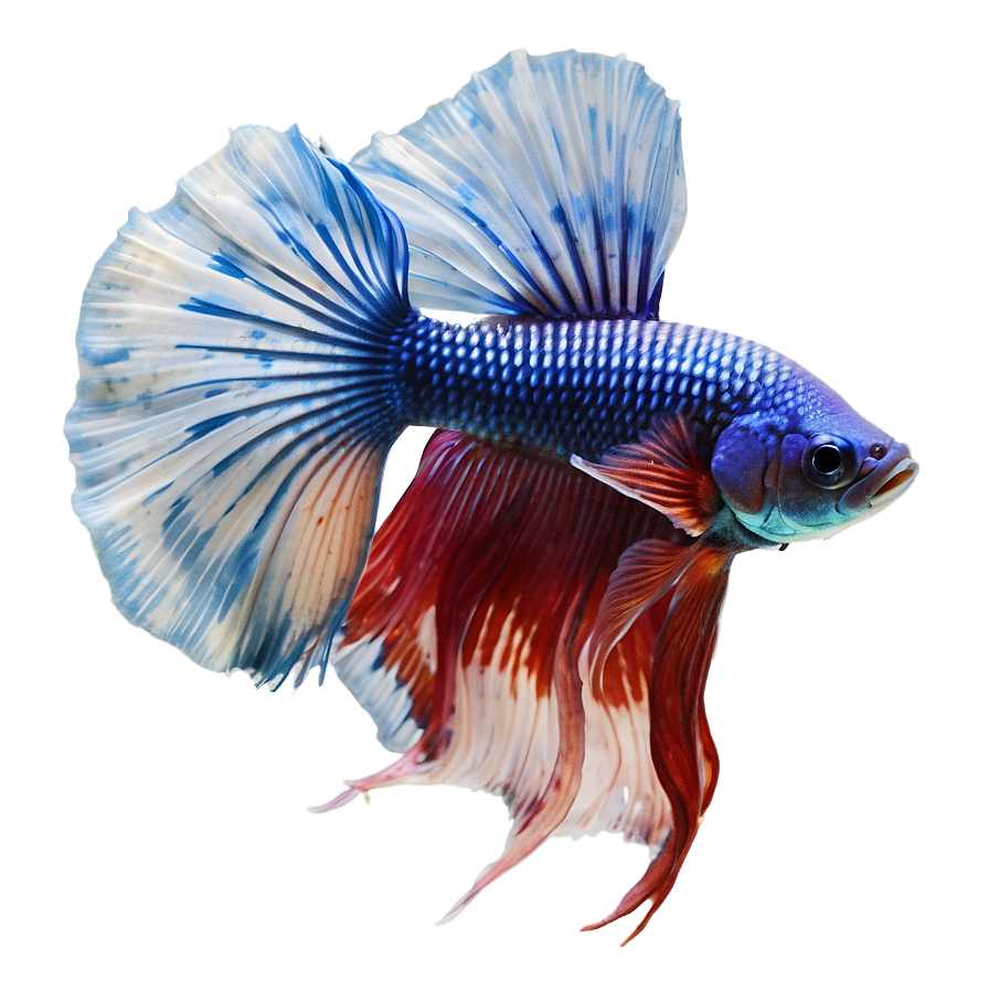 Betta Fish Png Dxu PNG image