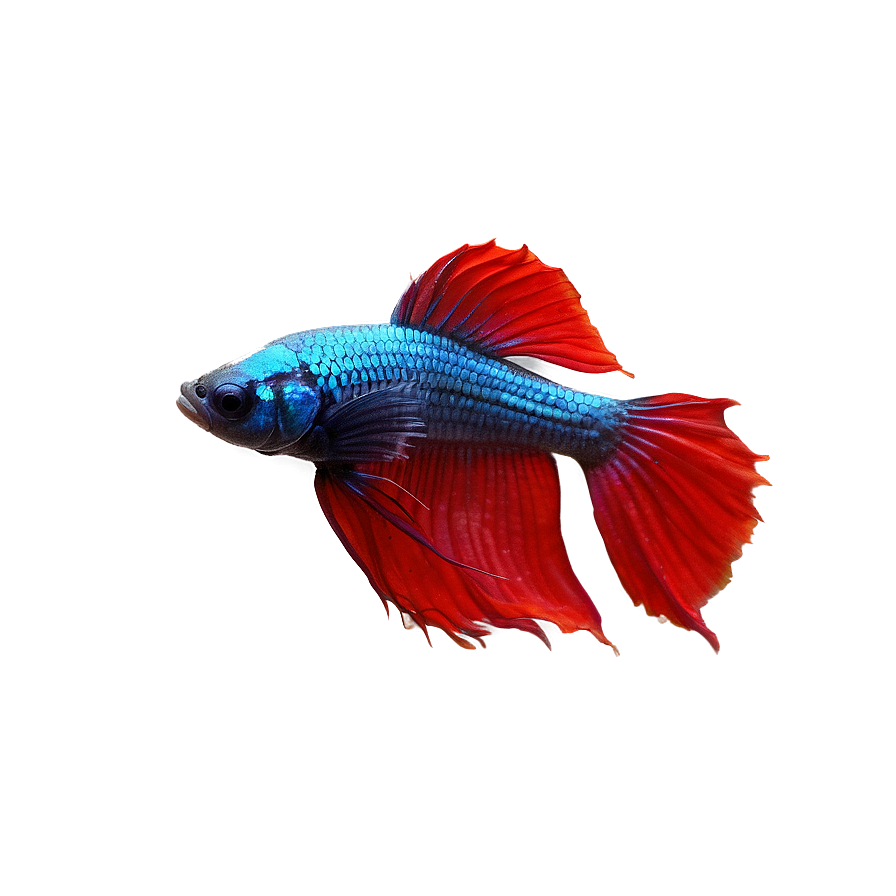 Betta Fish Png Rkh89 PNG image