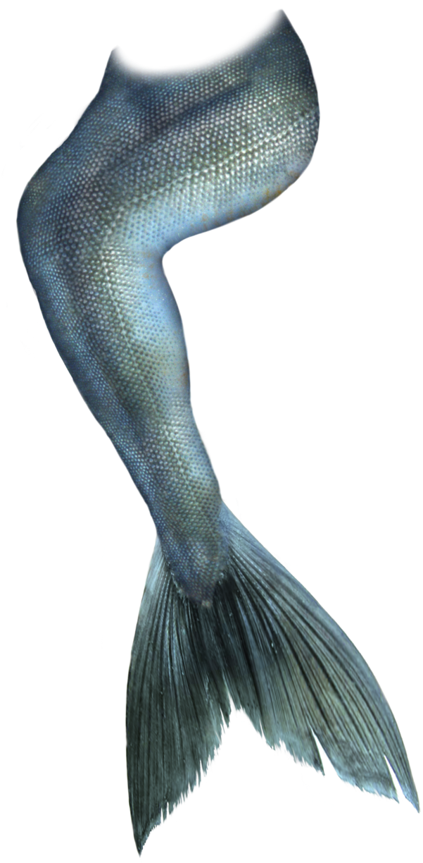 Betta Fish Tail Closeup.png PNG image