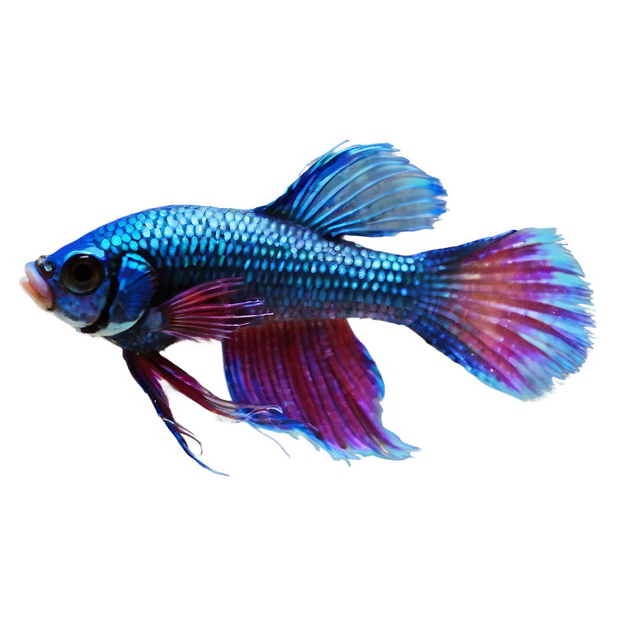 Betta Fish Transparent Background Png 59 PNG image