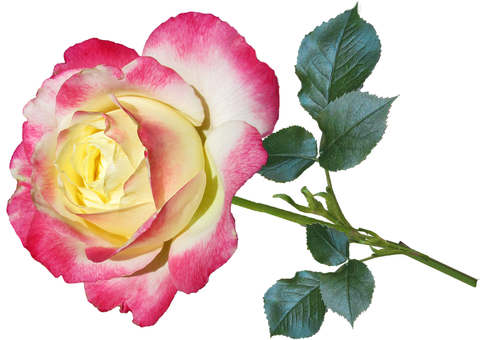 Bi Color Rose Isolated Background PNG image