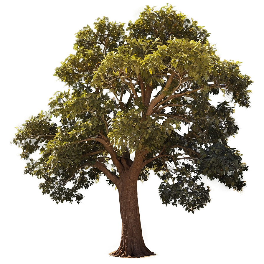 Big Tree At Golden Hour Png Vkj84 PNG image