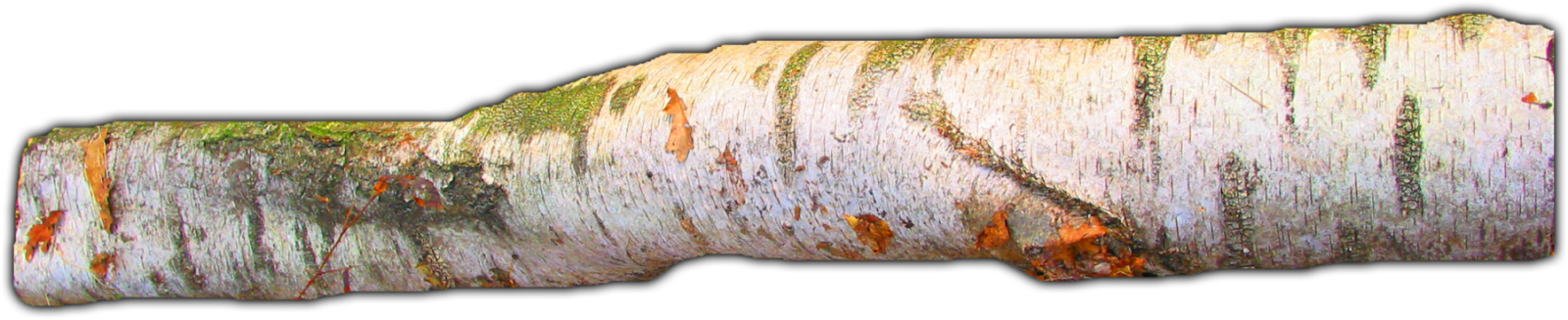 Birch Tree Branch Texture PNG image