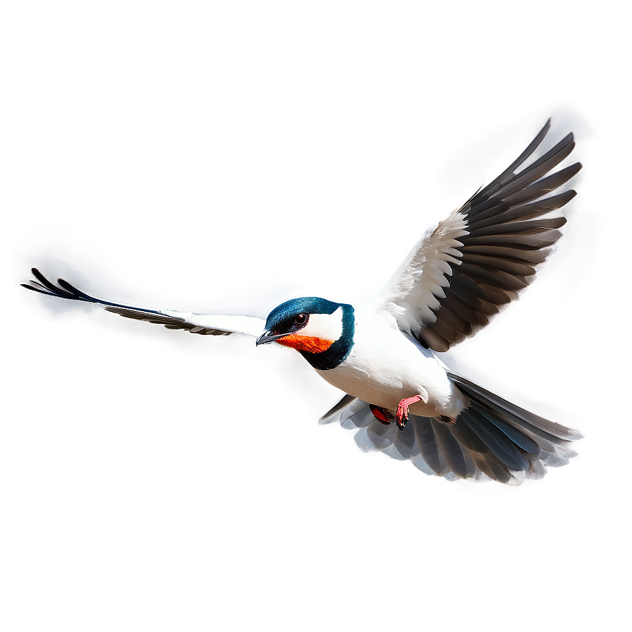 Bird Flying D PNG image