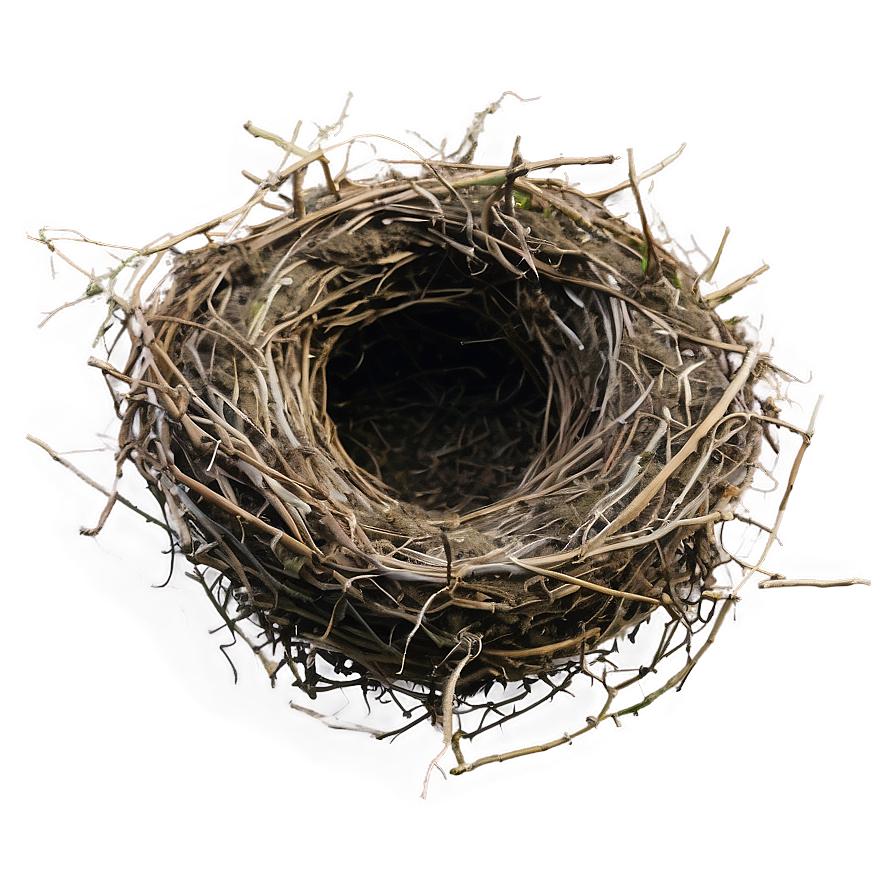 Bird Nest Habitat Png Nkm PNG image