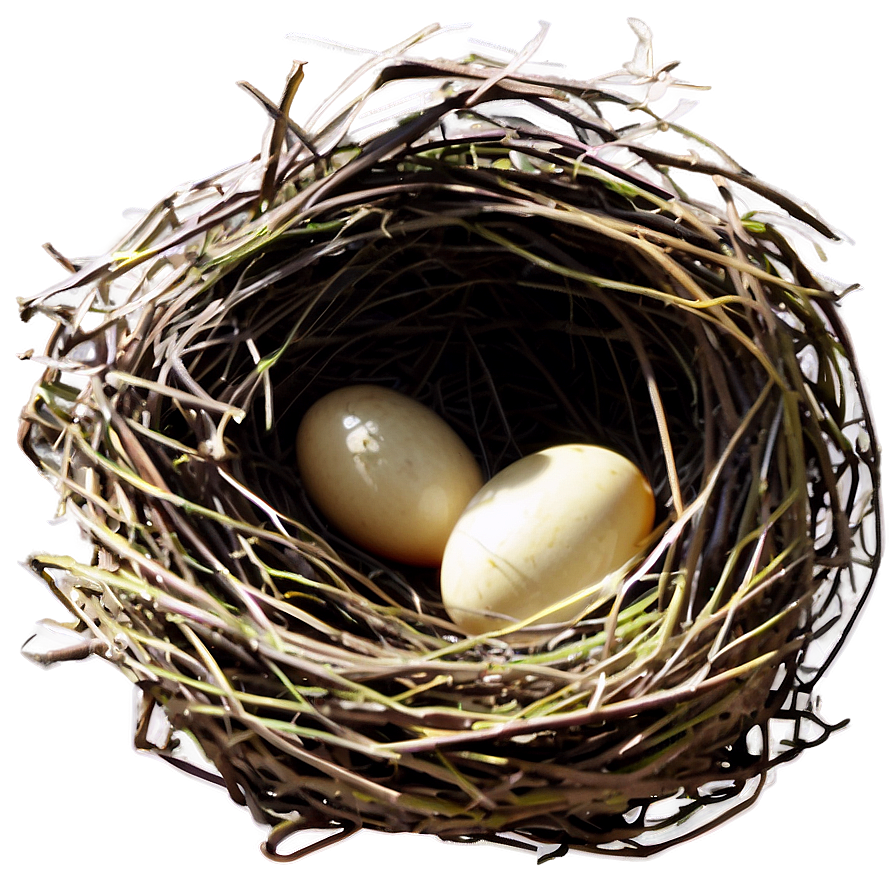 Bird Nest Illustration Png Nbb PNG image