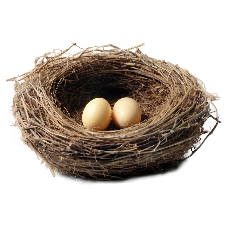 Bird Nest In Barn Png 06212024 PNG image