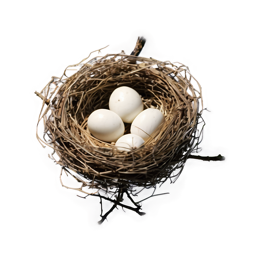 Bird Nest On Branch Png Ppn PNG image