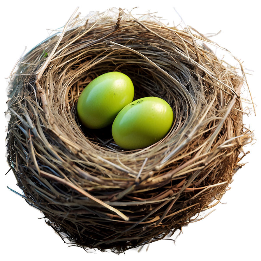 Bird Nest Top View Png 06212024 PNG image