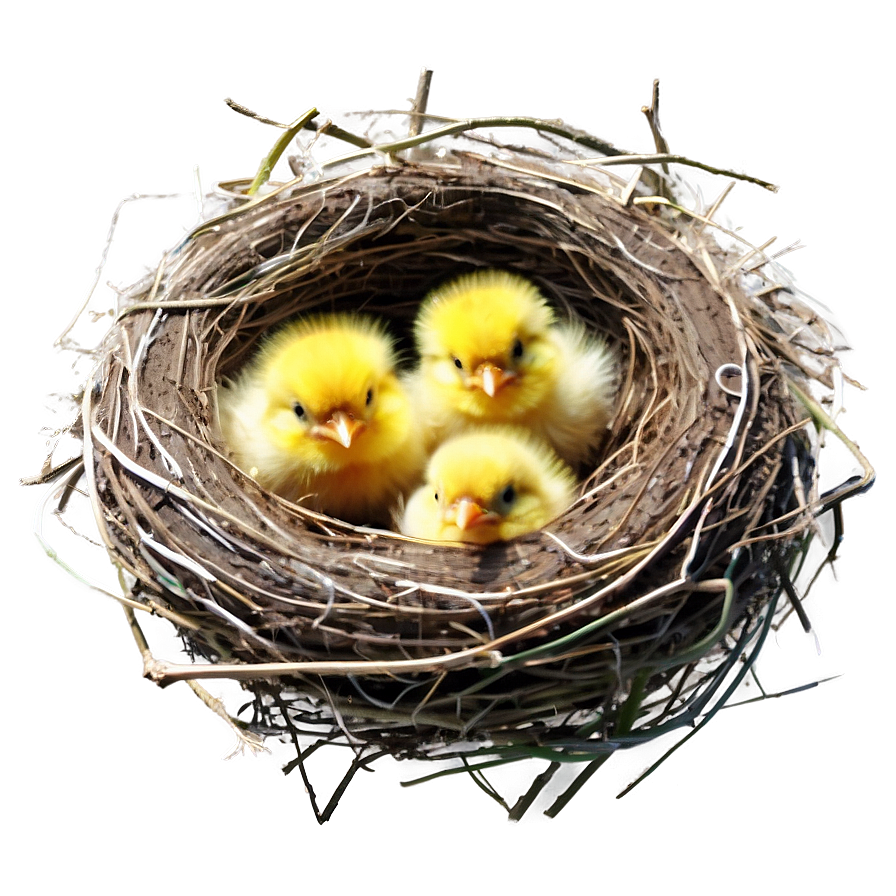 Bird Nest With Chicks Png 06212024 PNG image