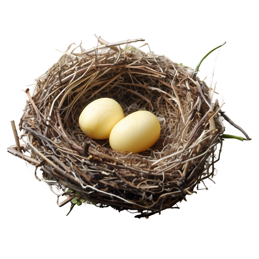 Bird Nest With Chicks Png Jhq PNG image