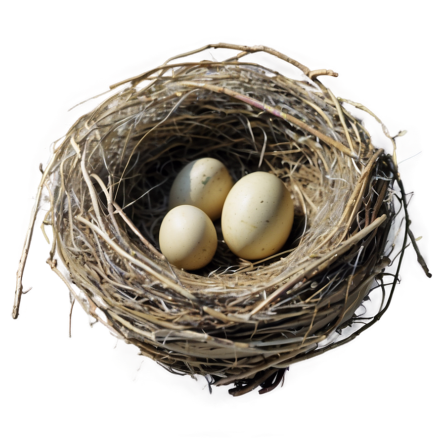 Bird Nest With Sparrow Png 84 PNG image