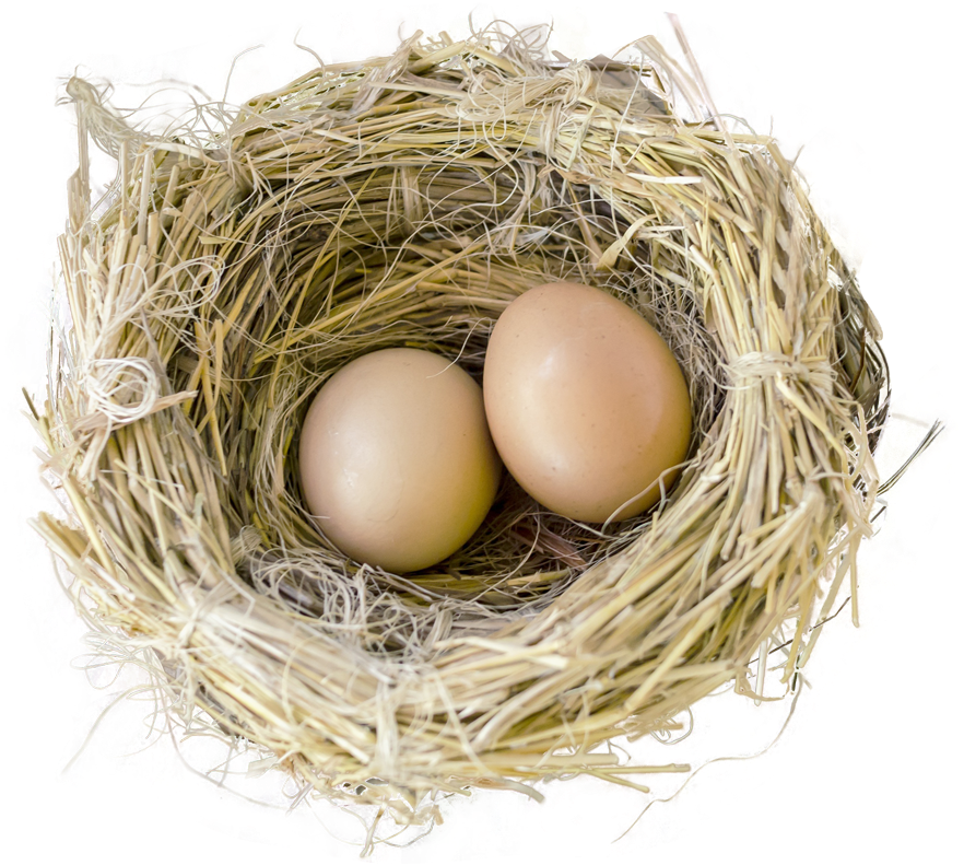 Bird Nest With Two Eggs PNG image