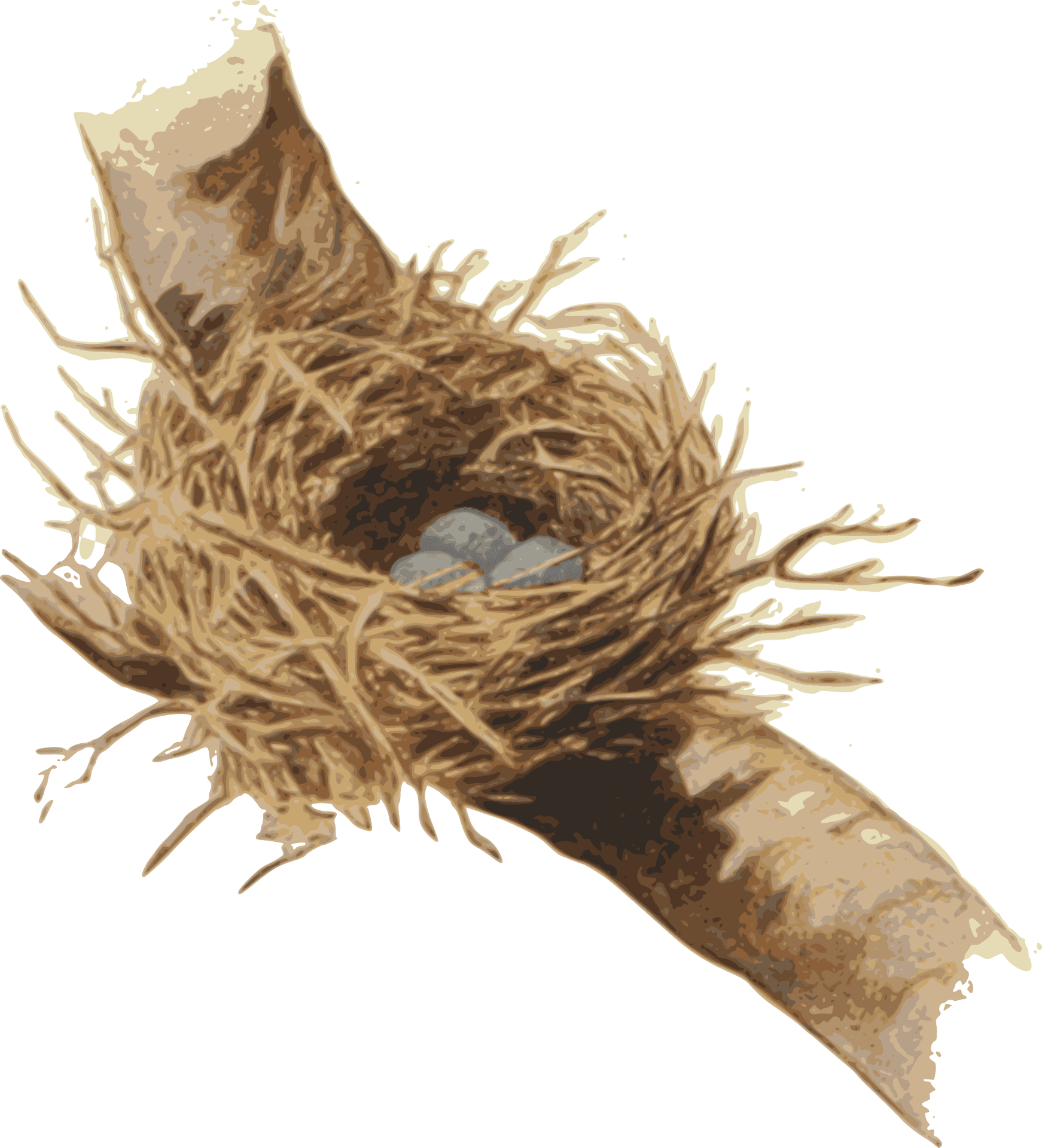 Bird Neston Branchwith Eggs PNG image