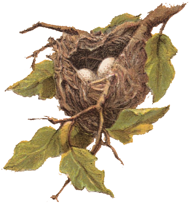 Bird Nestwith Eggs Illustration PNG image