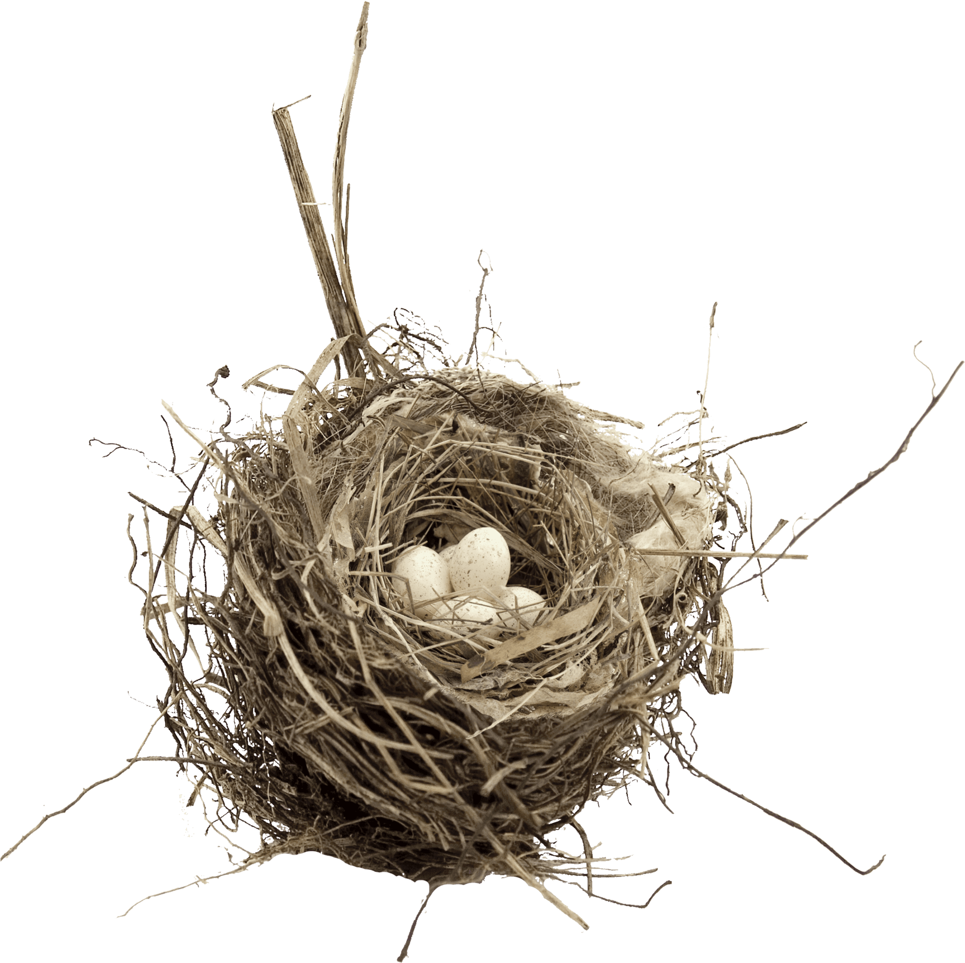 Bird Nestwith Eggs Sepia Tone PNG image