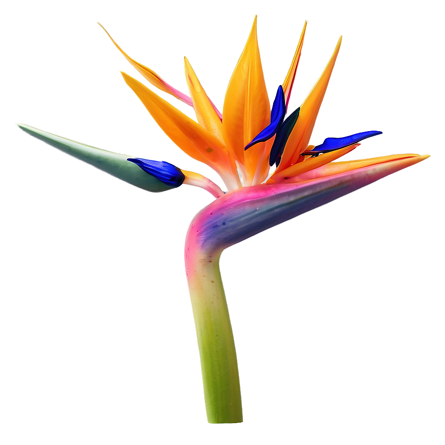 Bird Of Paradise 3d Render Png 39 PNG image