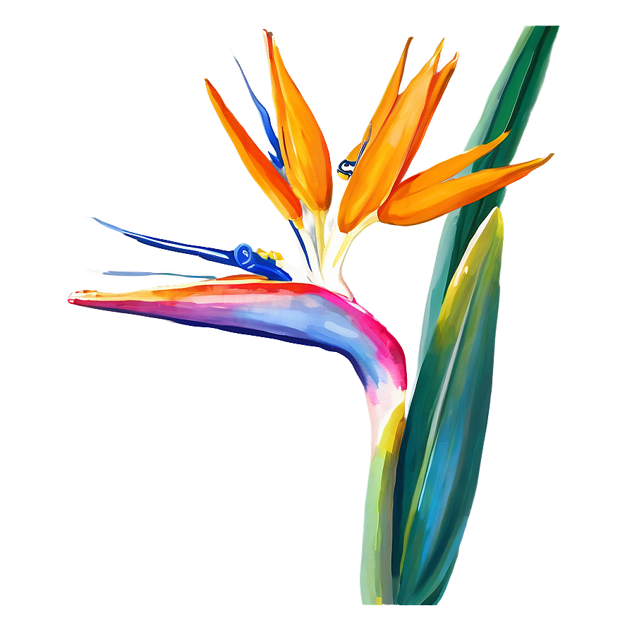 Bird Of Paradise Botanical Print Png 26 PNG image