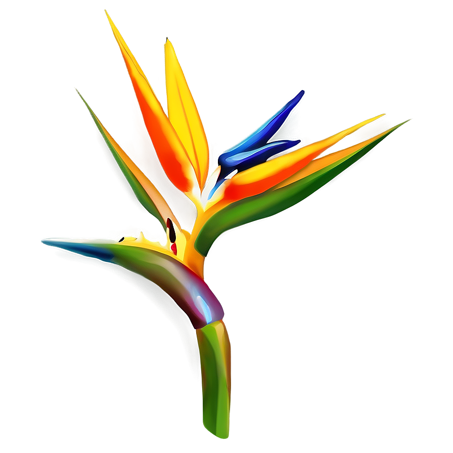 Bird Of Paradise Clipart Png 73 PNG image