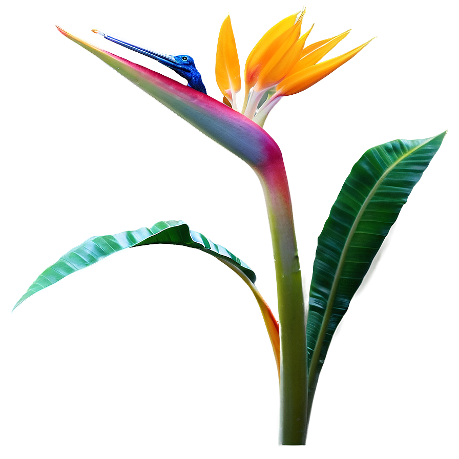 Bird Of Paradise Garden Png 06212024 PNG image