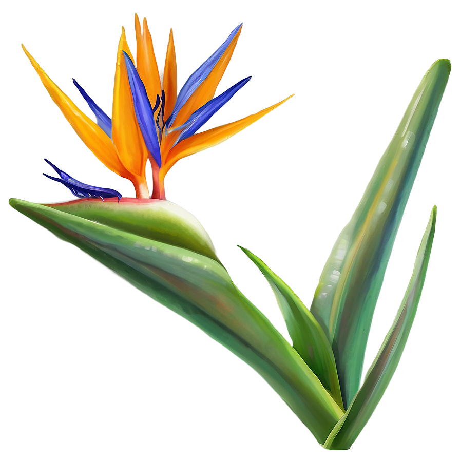 Bird Of Paradise Garden Png 06212024 PNG image