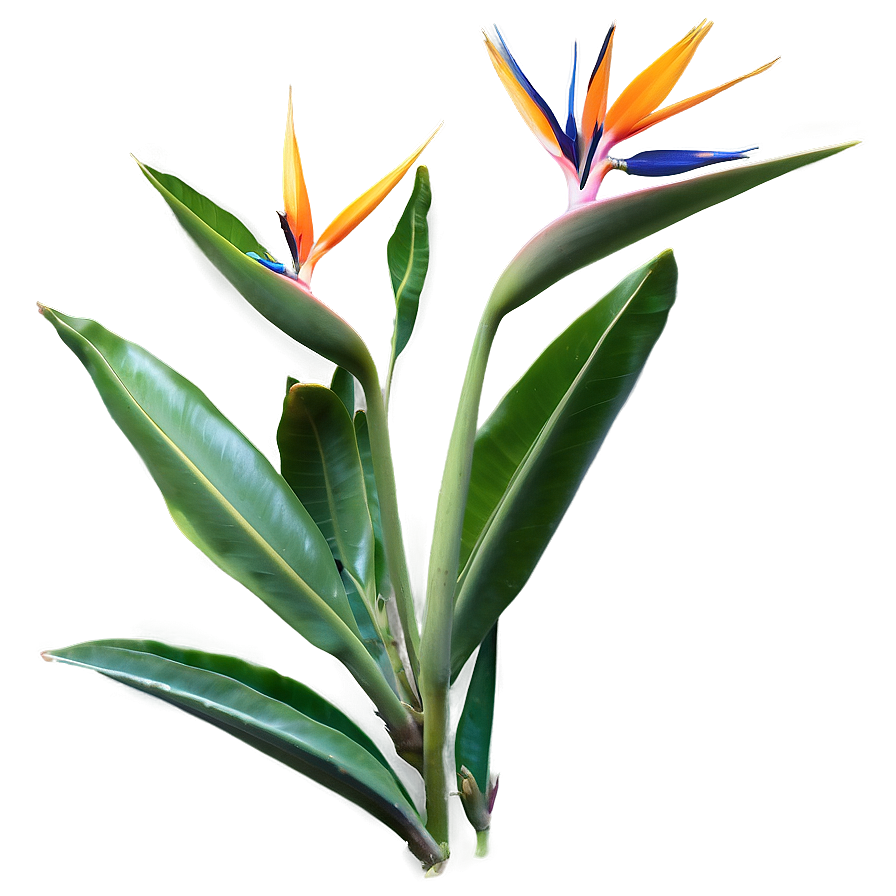 Bird Of Paradise Garden Png 11 PNG image