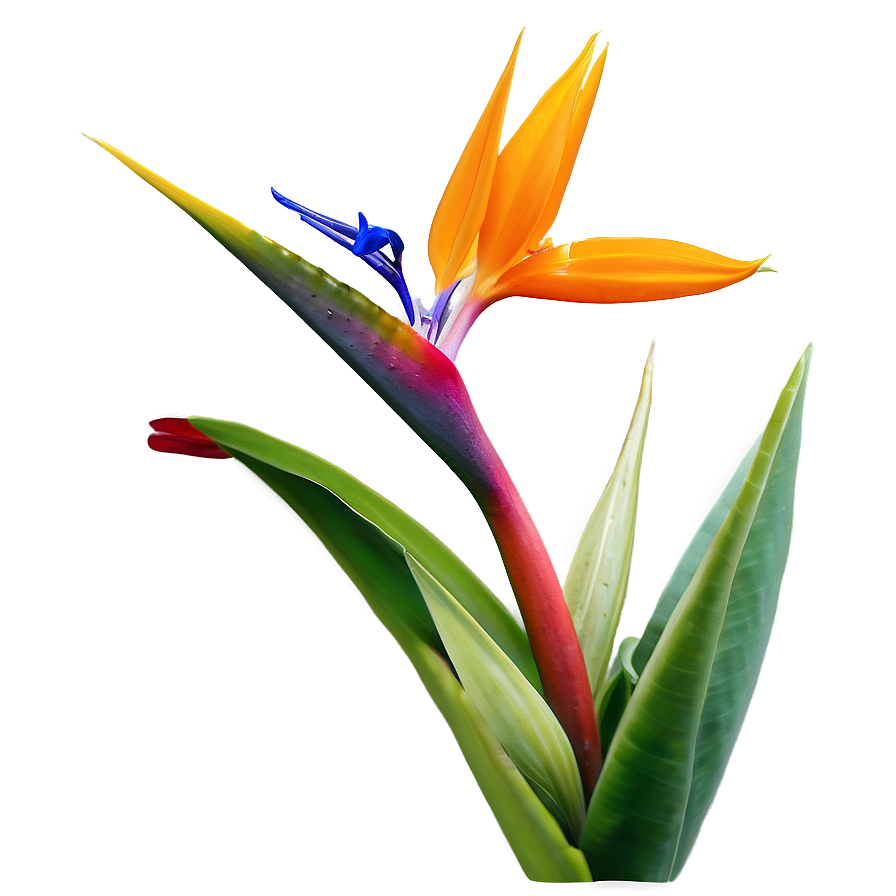 Bird Of Paradise In Bloom Png 71 PNG image