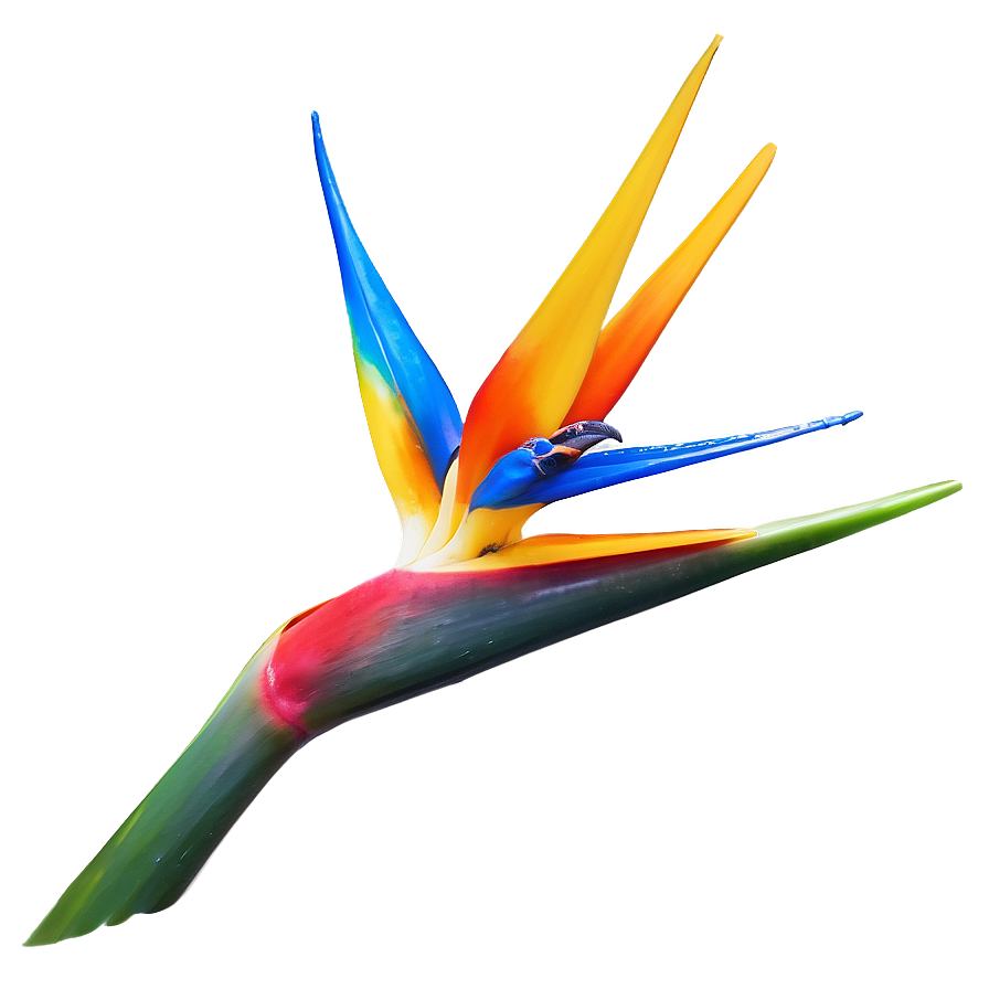 Bird Of Paradise Tattoo Design Png 06212024 PNG image