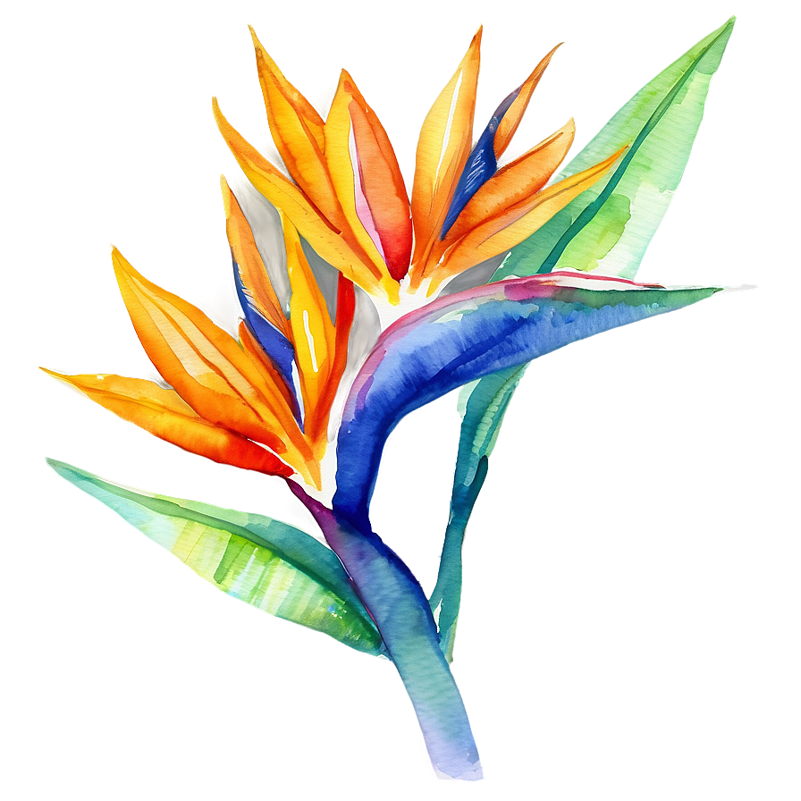 Bird Of Paradise Watercolor Png Aeg24 PNG image