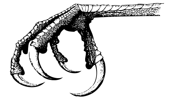 Bird Talon Illustration PNG image