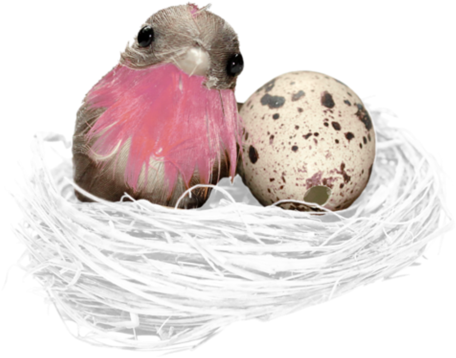 Birdand Eggin Nest PNG image