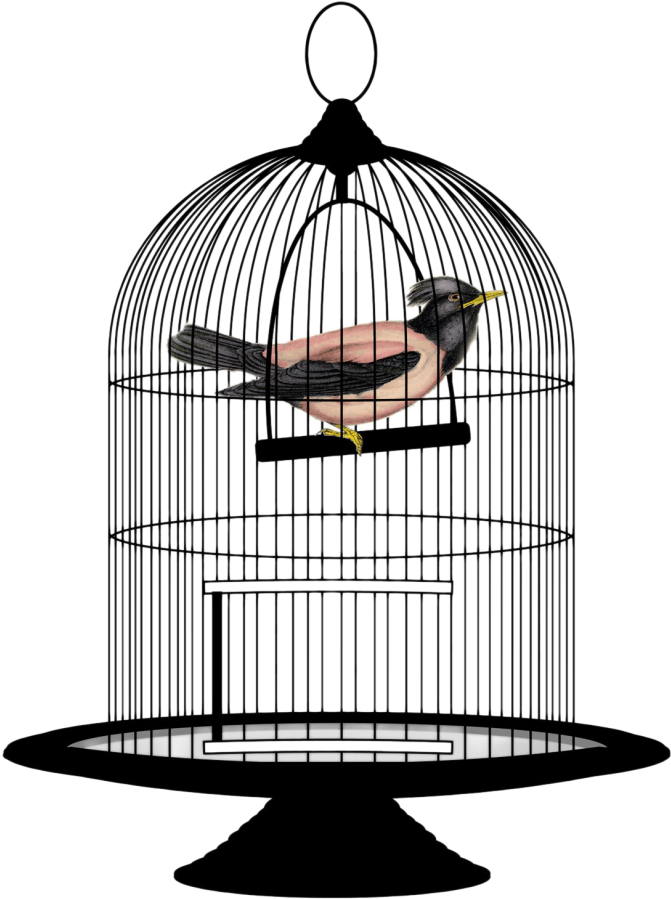 Birdin Cage Illustration PNG image