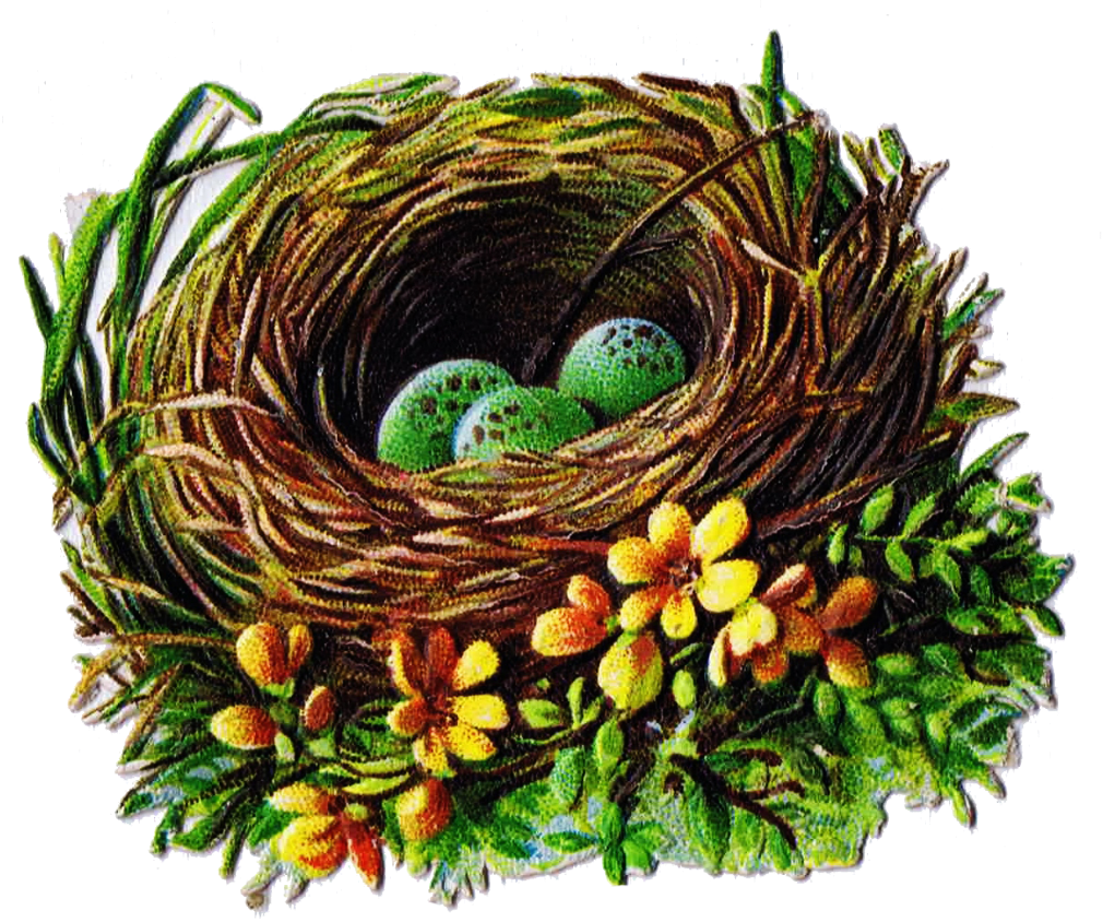 Birds Nest With Eggs Illustration PNG image