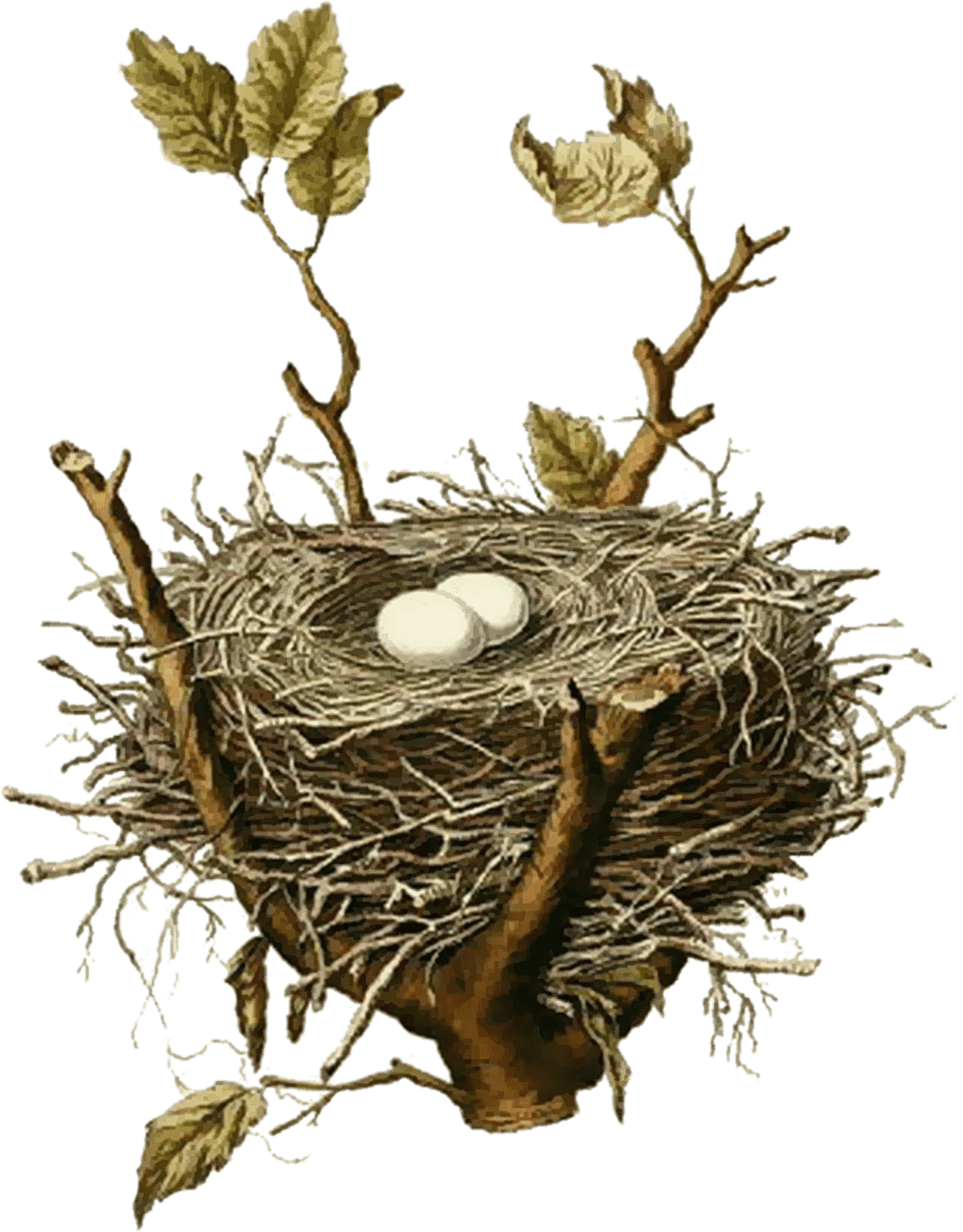 Birds Nestwith Eggs PNG image