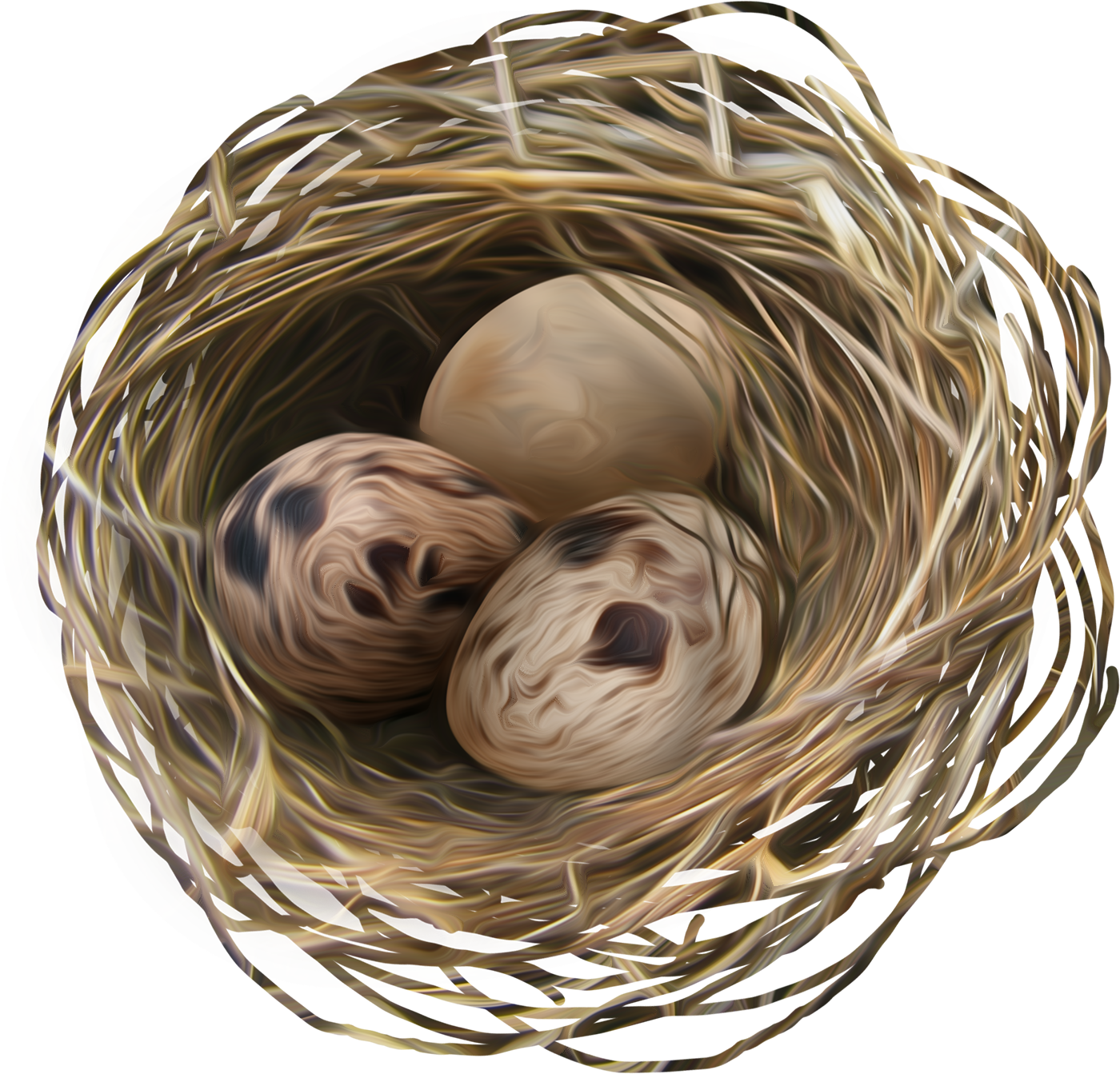Birds Nestwith Eggs PNG image