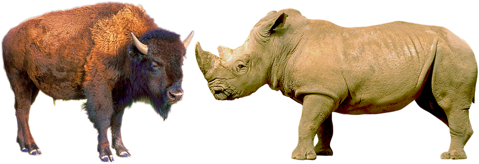 Bisonand Rhinoceros Sideby Side PNG image