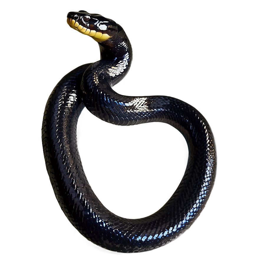 Black Anaconda Snake Png Wva1 PNG image