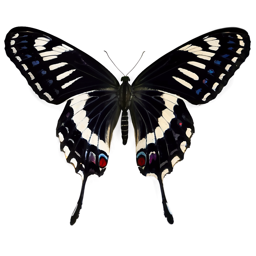 Black And White Butterfly Png Xlf PNG image