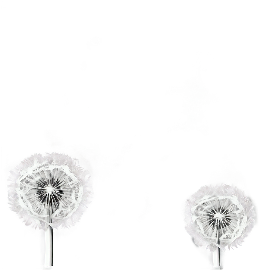 Black And White Dandelion Png Ajt PNG image