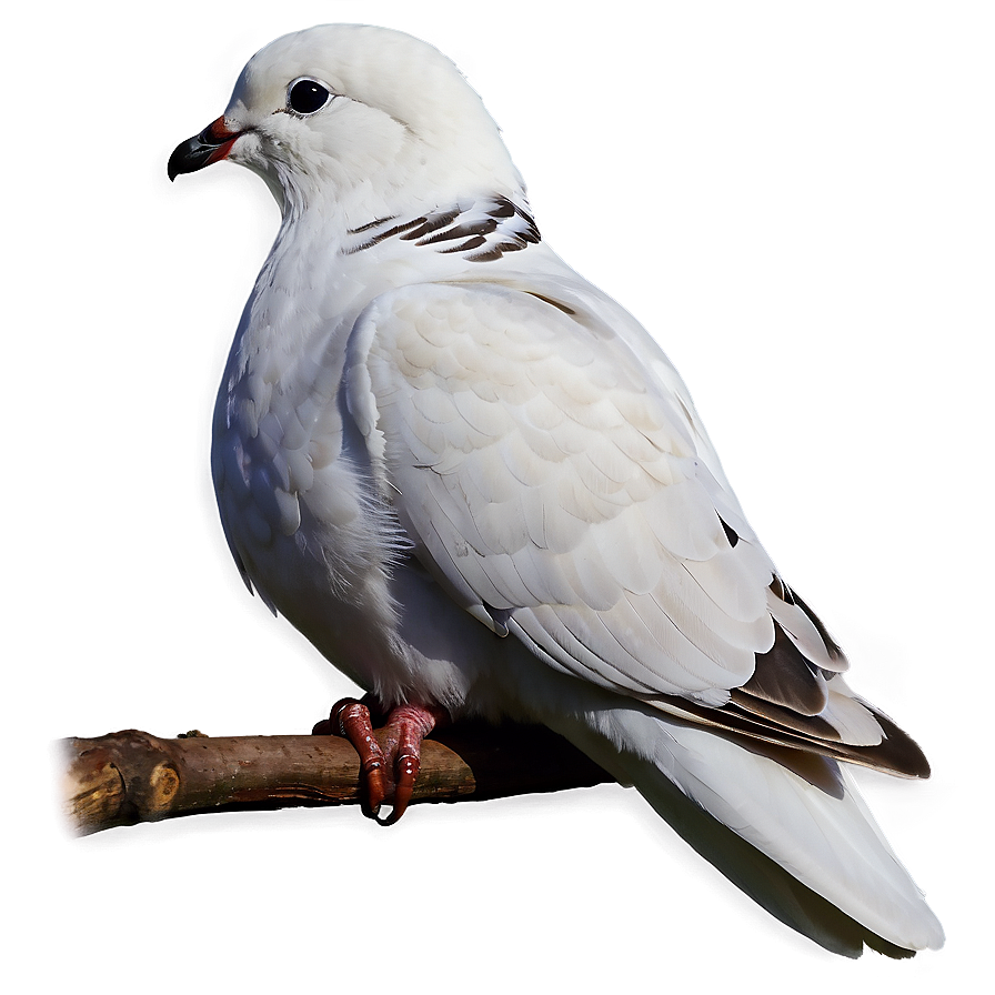 Black And White Dove Clipart Png Wig PNG image